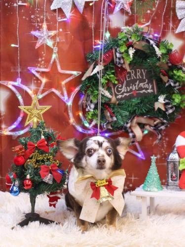 20231216チョコちゃん